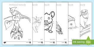 For more sheet related to the one given above you can check the below related images widget at the end of the post or perhaps browsing by category. Nocturnal Animals Colouring Pages Teacher Made