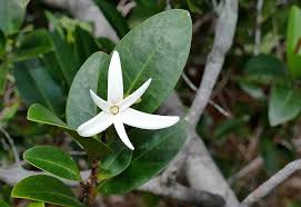 Image result for Xylopia lukei