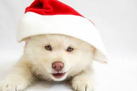About a puppy for christmas. Holiday Puppies Should You Get A Puppy For Christmas Pethelpful