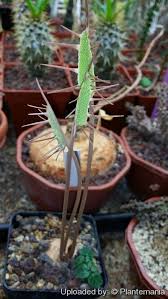 Image result for Dorstenia