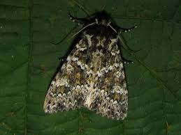 Image result for Polymixis polymita