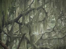 Spanish moss tends to grow slowly. Killing Spanish Moss Learn How To Get Rid Of Spanish Moss
