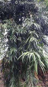 Image result for Adenocarpus mannii