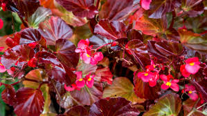 The evergreen shrubs highlighted in green tolerate even full shade. List Of Shade Garden Plants For Zones 4 To 8