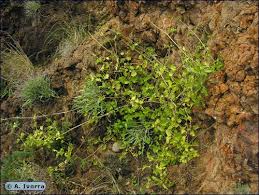 Image result for Commicarpus plumbagineus