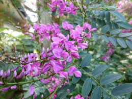 Image result for Indigofera