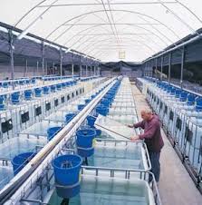 Pic Example Aquaponic Farming Techniques Fish Farm Tank Aquaculture Aquaponics Aquaponics Fish Aquaponics System