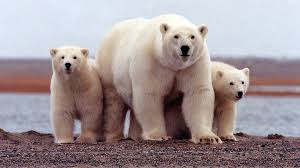 Collecting Polar Bear Footprints To Map Family Trees Bbc News