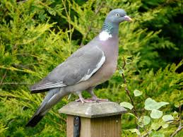 Use bamboo poles, fence posts, or tall for more tips, like how to prune your tress to deter the birds, keep reading! Common Wood Pigeon Wikipedia