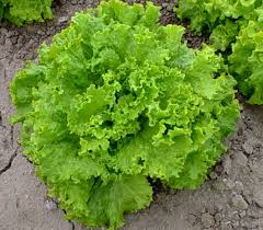 Maybe you would like to learn more about one of these? Pin On Our Garden