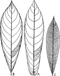 Image result for Ochnaceae