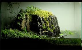 5gallon Paludarium Jpg 923 570 Nature Aquarium Freshwater Plants Aquarium