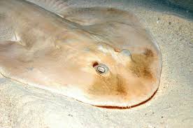 Atau ingin tahu gambar ikan paus? Gambar Ikan Pari Dari Jenis Terbaik Beserta Nama Latin Dan Inggrisnya