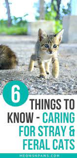 How To Care For Stray And Feral Cats 6 Things To Know Meows N Paws Feral Cats Cat Care Cats