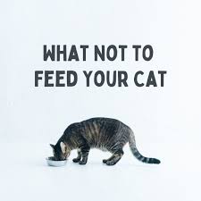 Regardless of what trick you choose, definitely discuss your plan with your vet. Toxic Foods What Your Cat Should Never Eat Pethelpful
