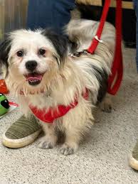 Update- pending adoption...