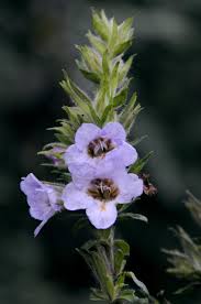 Image result for Mimulopsis solmsii