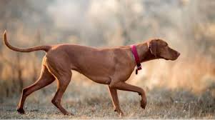 Image result for maďarský krátkosrstý ohař