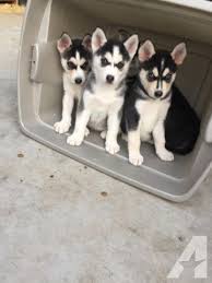 Adopt siberian husky dogs in nevada. Gorgeous Purebred Siberian Huskies Husky Puppies For Sale Family Dogs Breeds Siberian Cats For Sale