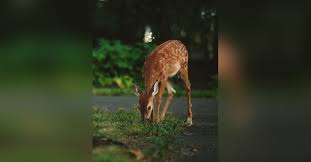 Richard R Adams Obituary Visitation Funeral Information