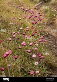 Image result for Helichrysum adenocarpum