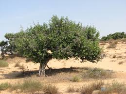 Image result for Ficus sycomorus