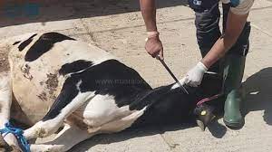 مصر العربية الطريقة الصحيحة لذبح الأضحية youtube