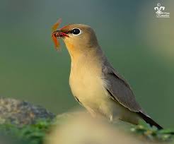 Small Pratincole Backyard Birds Beautiful Birds Birds Butterflies