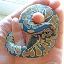 Snakes as pets why snakes make good pets is a snake the right pet for you? 7 Pet Snakes That Stay Small Pet Snake Snake Pets