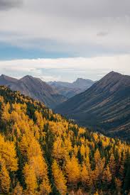 Alberta's larch trees have officially changed colour (photos). 5 Fall Larch Trees Hikes Near Calgary