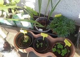 Untuk membeli benih tomat ataupun perlengkapan pertanian lainnya silakan kunjungi sentratani.com. Cara Menanam Dan Perawatan Tanaman Hias Dalam Pot Bibitbunga Com