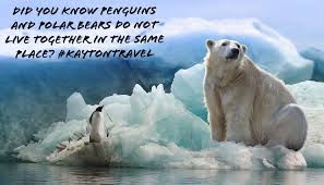 Polar Bears Live In The Arctic Near The North Pole Did You Know Penguins And Polar Bears Do Not Live Together In The Same Place Polar Bears Live In The Arctic Near Nort Polar Bears Live Arctic Polar Bear