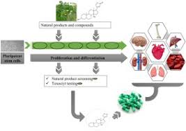 Check spelling or type a new query. Stem Cells In Natural Product And Medicinal Plant Drug Discovery An Overview Of New Screening Approaches Sciencedirect