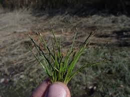 Image result for Eleocharis naumanniana