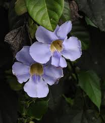 Image result for Thunbergia mildbraediana
