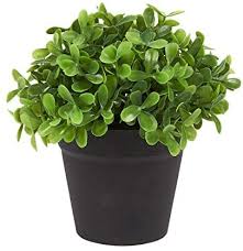 Las plantas colgantes darán un estoy intentando identificar unas plantas colgantes que he visto en un balcon porque me han. Plantas Plantas Colgantes En Maceta Plantas Suculentas Flores Rusticas Ideal Para El Hogar Color Verde Balcon Juego De Plantas Artificiales Cocina Oficina Plantas Artificiales Con Jarron Plastico Hogar Y Cocina Datatech Cl