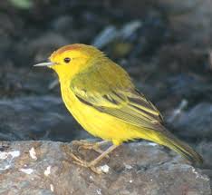 Galapagos Islands Bird With Blue Feet Darwin Finches Galapagos Islands Page 2 Galapagos Islands Galapagos Galapagos Islands Animals