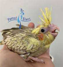 We did not find results for: Cockatiel Cinnamon Pearl Female