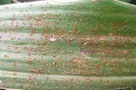 Maybe you would like to learn more about one of these? 10 Hama Dan Penyakit Penting Tanaman Jagung Serta Pengendaliannya Www Hextarfertilizerindonesia Com
