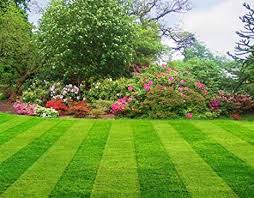 Weeds and bermuda grass can be crowded out by its thick sod. Buy Bharath Agencies 100 Water Soluble More Growth Lawn Fertilizer Pellets For All Types Of Lawns 10000 G Online At Low Prices In India Amazon In