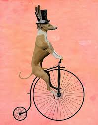 11 Dogs on Bicycles ideas | dogs, cute dogs, cute animals