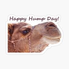 I did all of the texturing grooming and shading of the camel face and coached animation. Happy Hump Day Art Print By Lorricrossno Redbubble