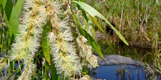 Image result for Melaleuca leucadendron