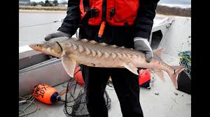 Our history after successfully importing beluga, sevruga and osetra. Sturgeon America S Forgotten Dinosaurs Slowly Coming Back Newscentermaine Com