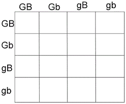A punnett square is made of a simple square. Image Result For Dihybrid Cross Punnett Squares Template Dihybrid Cross Punnett Squares Traits