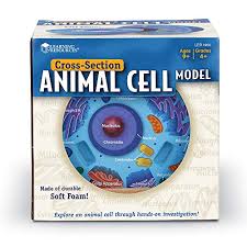 Check spelling or type a new query. Learning Resources Cross Section Animal Cell Model Soft Foam Early Biology Classroom Teaching Aid Grade 4 Ages 9 Pricepulse