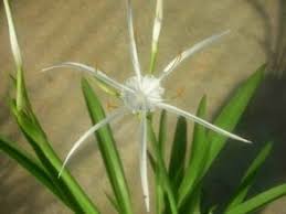 Image result for Xerophyta humilis