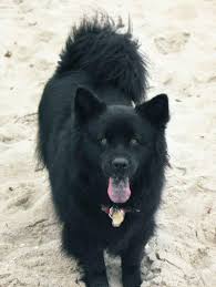 Black American Eskimo Dog Price Moonshadow The Chow Lab Mix American Eskimo Dog Mix Canadian Eskimo Dog American Eskimo Dog