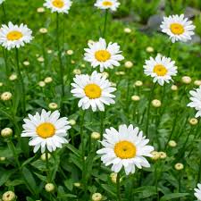 Image result for Leucanthemum