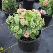 This plant is a good choice if you want darker, more purplish flowers. Sedum Spectabile Autumn Fire Stonecrop From Home Nursery